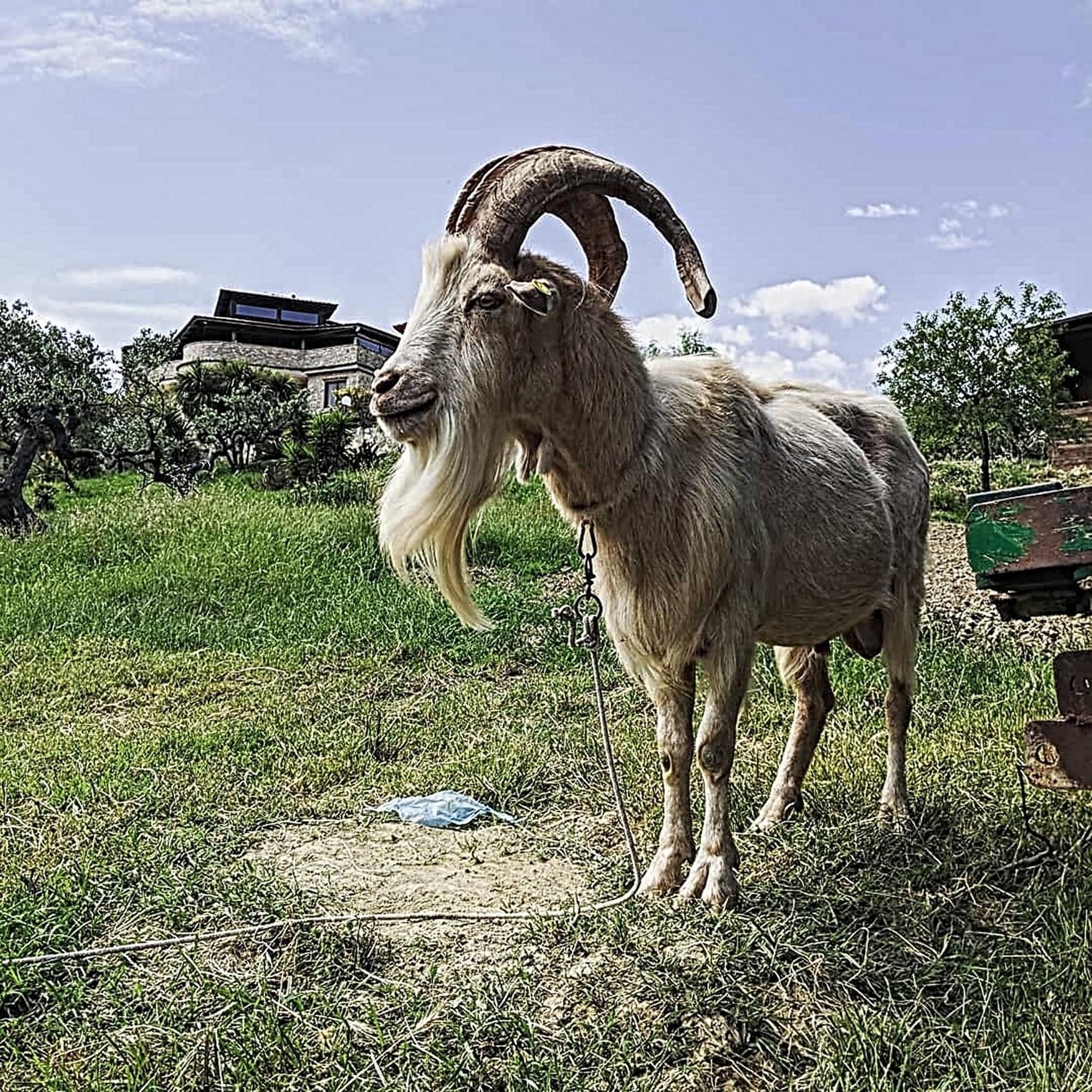 Agriturismo Il Tratturo B&B فاستو المظهر الخارجي الصورة